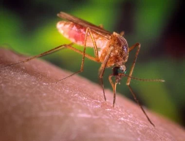 Σε συναγερμό οι υγειονομικές αρχές: Χτύπησε ο Ιός του Δυτικού Νείλου - Δύο κρούσματα